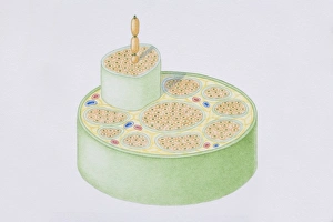 Cross-section diagram of a human nerve fascicle, including a bundle of nerve fibres Cross-section diagram of a human nerve fascicle, including a bundle of nerve fibres