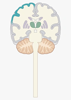 Cross section digital illustration of brain highlighting cerebral cortex, thalamus, and brain stem Cross section digital illustration of brain highlighting cerebral cortex, thalamus, and brain stem