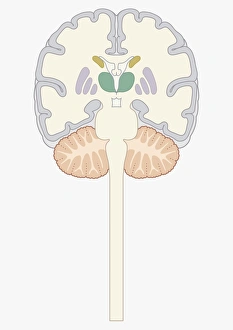 Cross section digital illustration of human brain showing caudate nucleus, putamen, external globus pallidus Cross section digital illustration of human brain showing caudate nucleus, putamen, external globus pallidus