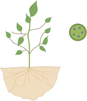Cross section digital illustration of plant with roots in soil and inset showing how water is drawn up through tubes in Cross section digital illustration of plant with roots in soil and inset showing how water is drawn up through tubes in