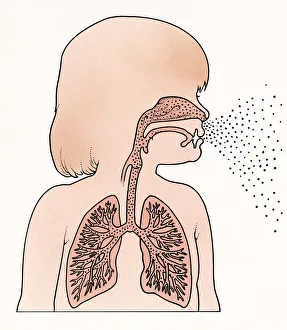 Cross section illustration of child in profile showing lungs and trachea, exhaling breath from mouth and nose Cross section illustration of child in profile showing lungs and trachea, exhaling breath from mouth and nose