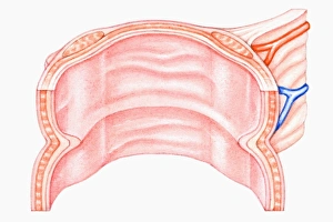 Cross section illustration of human large intestine Cross section illustration of human large intestine