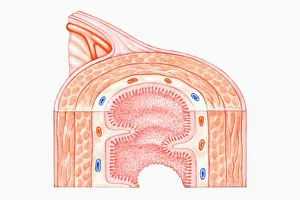 Cross section illustration of human small intestine showing muscle layer Cross section illustration of human small intestine showing muscle layer