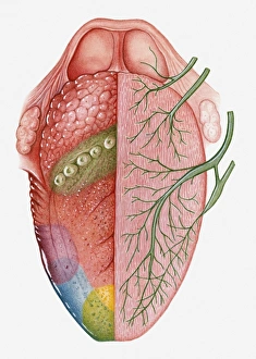 Cross section illustration of human tongue, showing taste sensation region on right Cross section illustration of human tongue, showing taste sensation region on right