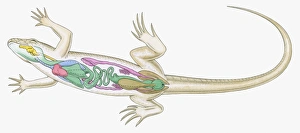 Cross section illustration of internal anatomy of female lizard Cross section illustration of internal anatomy of female lizard