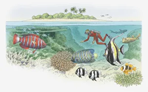 Cross section illustration of scuba diver swimming near coral reef, and tropical in waters off island Cross section illustration of scuba diver swimming near coral reef, and tropical in waters off island