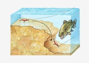 Cross section illustration showing how to plug-fish for Bass by making plug bounce around Cross section illustration showing how to plug-fish for Bass by making plug bounce around