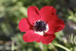 Crown Anemone, Poppy Anemone or Spanish Marigold -Anemone coronaria-, Cesme Peninsula Crown Anemone, Poppy Anemone or Spanish Marigold -Anemone coronaria-, Cesme Peninsula