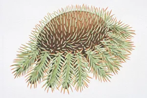 Crown of Thorns Starfish (Acanthaster planci) Crown of Thorns Starfish (Acanthaster planci)