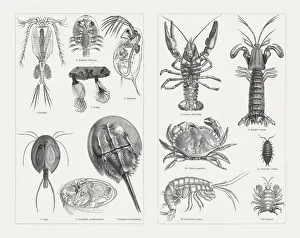 Crustaceans (Crustacea), wood engravings, published in 1897 Crustaceans (Crustacea), wood engravings, published in 1897