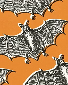 Images Dated 16th February 2004: Bats