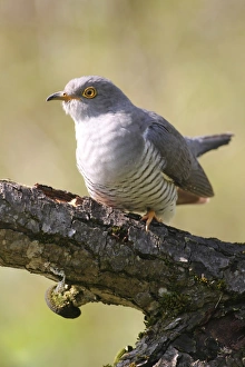 Cuckoo -Cuculus canorus-, Allgau, Bavaria, Germany Cuckoo -Cuculus canorus-, Allgau, Bavaria, Germany