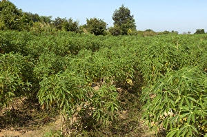 Cultivation of Cassava or Manioc -Manihot esculenta-, Siem Reap, Cambodia, Southeast Asia Cultivation of Cassava or Manioc -Manihot esculenta-, Siem Reap, Cambodia, Southeast Asia