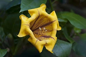Cup of Gold Vine or Golden Chalice Vine -Solandra maxima-, flowering Cup of Gold Vine or Golden Chalice Vine -Solandra maxima-, flowering