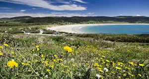 Curio Bay, The Catlins, South Island, New Zealand Curio Bay, The Catlins, South Island, New Zealand
