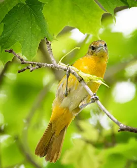 Curious Baltimore Oriole Looking Down at Camera Curious Baltimore Oriole Looking Down at Camera