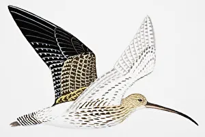 Collections/dorling kindersley prints/curlew numenius arquata adult Collections/dorling kindersley prints/curlew numenius arquata adult