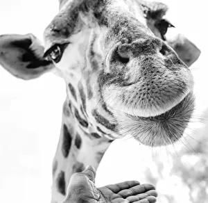 Cute Giraffe in Extreme Close Up at Nairobi Park, Kenya Cute Giraffe in Extreme Close Up at Nairobi Park, Kenya