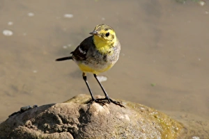 Cute little bird (Citrine wagtail) Cute little bird (Citrine wagtail)