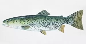 Gill Collection: Cutthroat Trout, Oncorhynchus clarki, side view