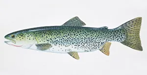 Cutthroat Trout, Oncorhynchus clarki, side view Cutthroat Trout, Oncorhynchus clarki, side view