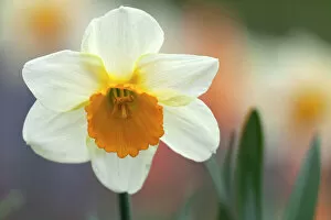 Images Dated 21st April 2013: Daffodil, flower