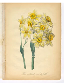 Images Dated 14th July 2015: Daffodil, Narcissus, Victorian Botanical Illustration