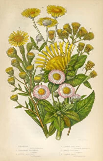 Images Dated 7th March 2016: Daisy, Aster, Elecampane, Spikenard, Bane, Victorian Botanical Illustration