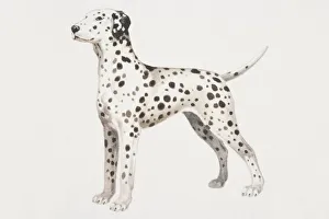 Dalmatian puppy (canis familiaris), side view Dalmatian puppy (canis familiaris), side view