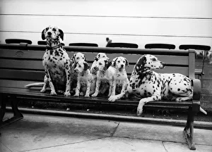 Dalmatian Pups Dalmatian Pups