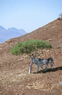 Damaraland Donkeys Hiding from the Midday Sun Damaraland Donkeys Hiding from the Midday Sun