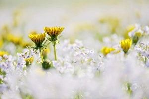 Dandelion -Taraxacum- with Cuckoo Flower or Ladys Smock -Cardamine pratensis- Dandelion -Taraxacum- with Cuckoo Flower or Ladys Smock -Cardamine pratensis-