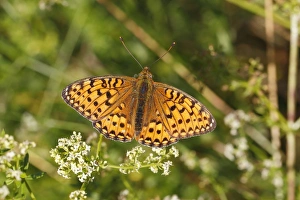 Dark Green Fritillary -Argynnis aglaja- perched on a meadow plant with outstretched wings Dark Green Fritillary -Argynnis aglaja- perched on a meadow plant with outstretched wings