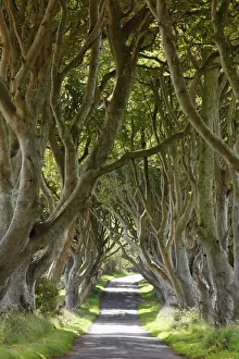 Dark Hedges, an avenue of Beech trees, Bregagh Road near Armoy, County Antrim, Northern Ireland, Great Britain, Europe Dark Hedges, an avenue of Beech trees, Bregagh Road near Armoy, County Antrim, Northern Ireland, Great Britain, Europe
