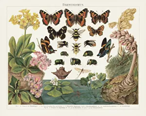 Darwinism, Natural Selection of Living Organisms, lithograph, published in 1897 Darwinism, Natural Selection of Living Organisms, lithograph, published in 1897