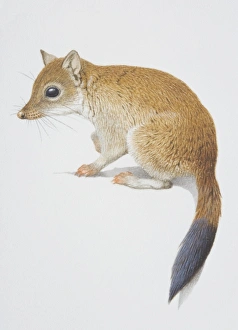 Dasycerus cristicauda, Mulgara, side view Dasycerus cristicauda, Mulgara, side view