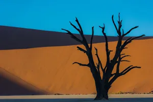 Dead Acacia tree silhouetted against sand dunes at Dead Vlei, Namibia Dead Acacia tree silhouetted against sand dunes at Dead Vlei, Namibia