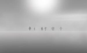 Simplicity in Focus: A Minimal Art Photography Collection: Dead trees in the snow