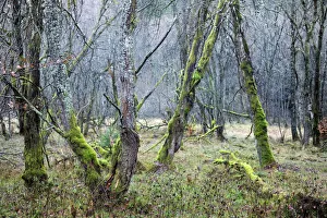 Deciduous forest with gnarled trees overgrown by moss and lichen Deciduous forest with gnarled trees overgrown by moss and lichen