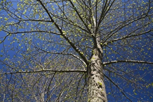 Deciduous tree with emerging buds against a blue sky in spring, Lanaudiere, Quebec, Canada Deciduous tree with emerging buds against a blue sky in spring, Lanaudiere, Quebec, Canada