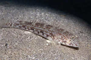 Decor goby -Istigobius decoratus- on sandy bottom, Makadi Bay, Red Sea, Hurghada, Egypt Decor goby -Istigobius decoratus- on sandy bottom, Makadi Bay, Red Sea, Hurghada, Egypt