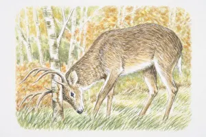 Deer buck (Cervidae) rubbing its antlers against tree Deer buck (Cervidae) rubbing its antlers against tree