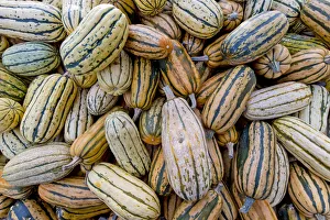 Delicata pumpkins -Cucurbita-, Baden-Wuerttemberg, Germany, Europe Delicata pumpkins -Cucurbita-, Baden-Wuerttemberg, Germany, Europe