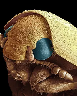 Dermestid Beetles Dermestid Beetles