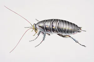 Desert Cockroach, Arenivaga investigata, side view Desert Cockroach, Arenivaga investigata, side view