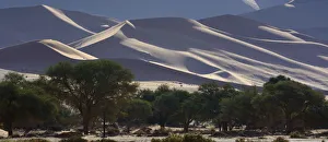 Desert landscape with trees, Namib, Hardap Region, Namibia Desert landscape with trees, Namib, Hardap Region, Namibia