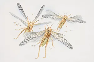 Three Desert Locusts (schistocerca gregaria) in flight, front view Three Desert Locusts (schistocerca gregaria) in flight, front view