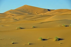 Desert, sand dune of Erg Chebbi, Morocco, Africa Desert, sand dune of Erg Chebbi, Morocco, Africa