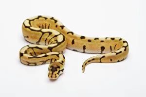 Desert Spider Ball Python or Royal Python -Python regius-, male Desert Spider Ball Python or Royal Python -Python regius-, male