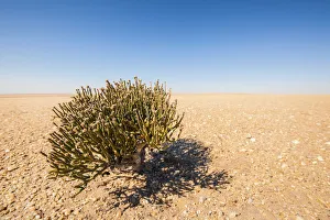Desert Survivor, Cynanchum pearsonii (Milkweed Family) growing isolated in the middle of the Namib Desert, Namibia Desert Survivor, Cynanchum pearsonii (Milkweed Family) growing isolated in the middle of the Namib Desert, Namibia